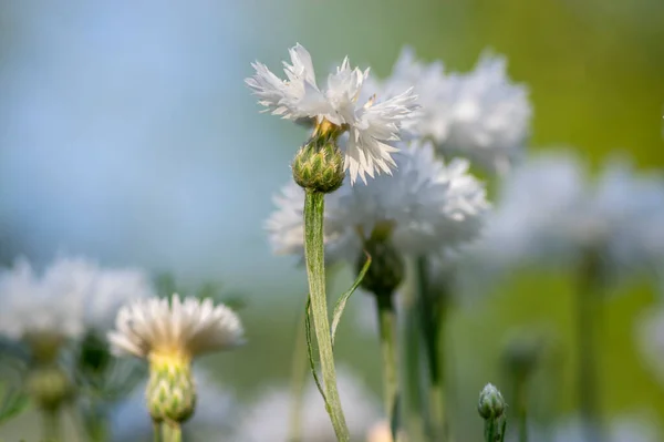 Centaurea Cyanus庭で開花植物を栽培し 美しい花冠のグループを咲かせ 緑の背景 — ストック写真