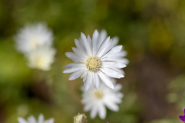 Xeranthemum Annuum White Immortelle Flowers Bloom Group Flowering Plants Garden — Stock Photo, Image