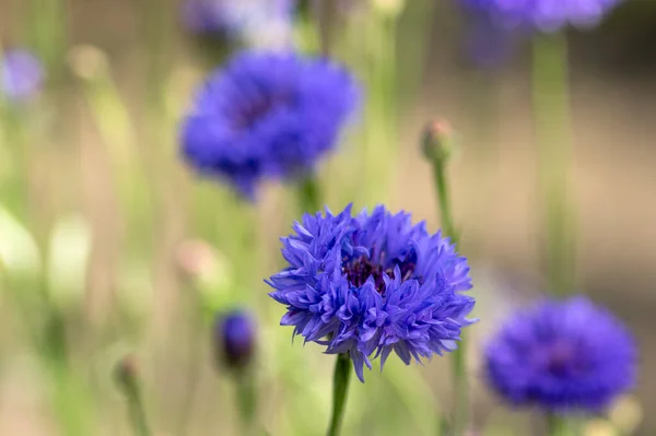 Centaurea Cyanus Blue Cultivated Flowering Plant Ornamental Garden Group Beautiful — Stock Photo, Image