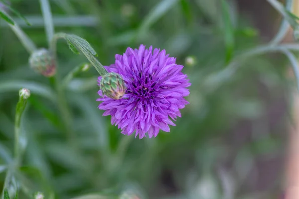 Centaurea Cyanus Purple Cultivated Flowering Plant Ornamental Garden Group Beautiful — Stock Photo, Image