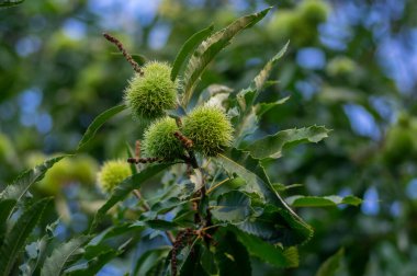Castanea sativa olgunlaşan meyveler dikenli kübikler, ağaç dallarında sallanan yenilebilir gizli tohumlar, yeşil yapraklar.