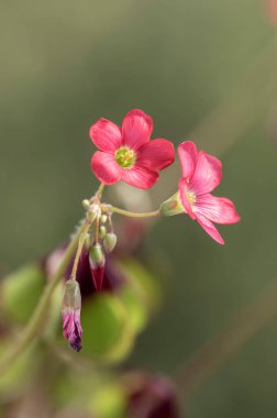 Oxalis tetraphylla güzel çiçek açan soğan çiçekleri dört yapraklı pembe kuş çiçekleri çiçek başları ve tomurcuklar detaylar