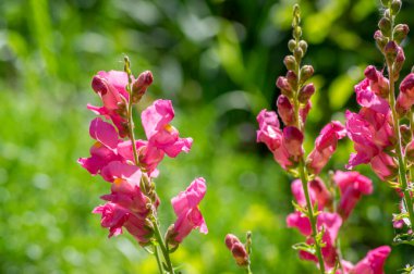 Antirrhinum majus parlak renkli çiçek, çiçek açan bir grup aslanağzı çiçeği, yeşil yapraklar, tomurcuklar ve gövde