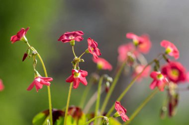 Oxalis tetraphylla güzel çiçek açan soğan çiçekleri dört yapraklı pembe kuş çiçekleri çiçek başları ve tomurcuklar detaylar