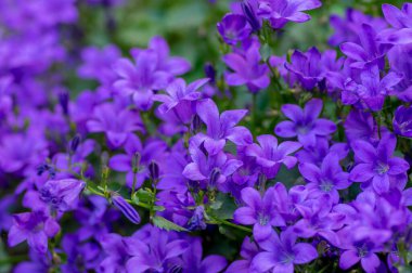 Campanula alametleri çiçek açmış çan çiçekleri, koyu mor dalmaçyalı çan çiçekleri çiçek açan güzel kayalıklar.