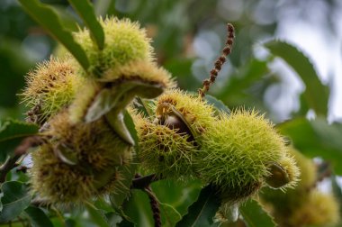Castanea sativa olgunlaşan meyveler dikenli kübikler, ağaç dallarında sallanan yenilebilir gizli tohumlar, yeşil yapraklar, kabuklarda kahverengi lezzetli fındıklar.