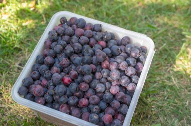Amelanchier olgunlaşmış meyveler plastik kutuda servis meyveleri, toplanmış lezzetli Shadbush ormanüzümleri çimenlikte yeşil çimlerde