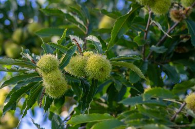 Castanea sativa olgunlaşan meyveler dikenli kübikler, ağaç dallarında sallanan yenilebilir gizli tohumlar, yeşil yapraklar.