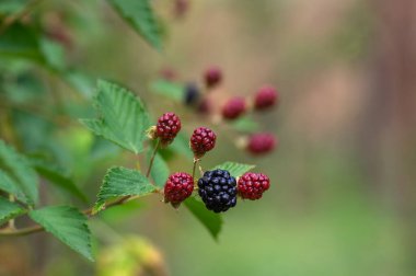 Rubus fruticosus büyük ve lezzetli bahçe böğürtlenleri, siyah olgun meyveler dallarda yeşil yapraklar, bir grup nesne