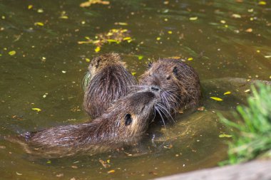 Miyocastor coypus nutria büyük otobur yarı suda çürüyen havuç, suda üç vahşi hayvan