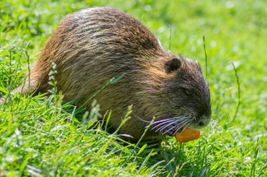 Miyocastor coypus nutria büyük otobur yarı suda çürüyen havuç yiyen tek bir vahşi hayvan havuç yiyor.