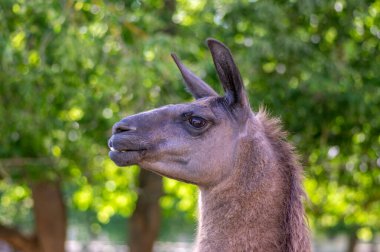 Komik lama portresi, koyu kahverengi saçlı hayvan, komik surat ifadesi, açık hava ve gün ışığı, güneşli bir gün ve çiftlik hayvanı.