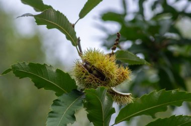 Castanea sativa olgunlaşan meyveler dikenli küpularda, yenilebilir gizli tohumlar ağaç dallarında asılı, yeşil yapraklar, kahverengi fındıklar