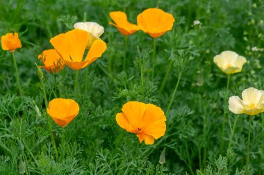 Eschschscholzia calizina bir fincan altın sarısı beyaz ve parlak turuncu çiçekleri çiçek, Kaliforniya çayırı, bir çayır üzerindeki süs çiçekleri