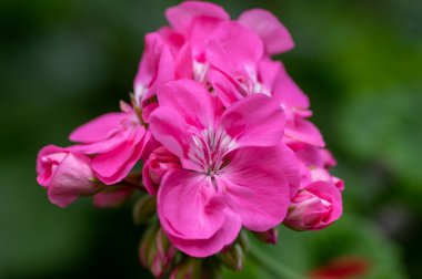 Pelargonium zonale ekilmiş süs bitkisi, çiçek açmış mor pembe çiçekler grubu, yeşil saplı ve tomurcuklu tomurcuklar.