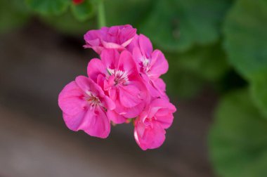 Pelargonium zonale ekilmiş süs bitkisi, çiçek açmış mor pembe çiçekler grubu, yeşil saplı ve tomurcuklu tomurcuklar.