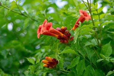 Kampüs radyan turuncu kırmızı çiçekli bitki, çalılıklarda açan trompet çiçekleri grubu, yeşil yapraklar.