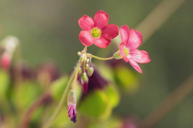 Oxalis tetraphylla güzel çiçek açan soğan çiçekleri dört yapraklı pembe kuş çiçekleri çiçek başları ve tomurcuklar detaylar