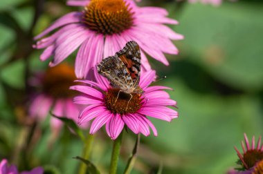 Vanessa cardui renkli kelebek Echinacea purpurea çiçekli, doğu mor koni çiçekli çiçek