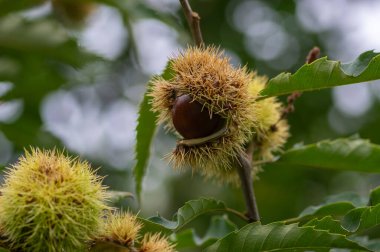 Castanea sativa olgunlaşan meyveler dikenli küpularda, yenilebilir gizli tohumlar ağaç dallarında asılı, yeşil yapraklar, kahverengi fındıklar