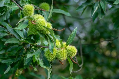 Castanea sativa olgunlaşan meyveler dikenli kübikler, ağaç dallarında sallanan yenilebilir gizli tohumlar, yeşil yapraklar.
