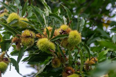 Castanea sativa olgunlaşan meyveler dikenli kübikler, ağaç dallarında sallanan yenilebilir gizli tohumlar, yeşil yapraklar, kabuklarda kahverengi lezzetli fındıklar.