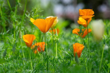Eschschscholzia calizina altın çiçekleri çiçek, Kaliforniya tarlası, bir çayır üzerindeki süs çiçeği, beyaz sarı ve turuncu renk