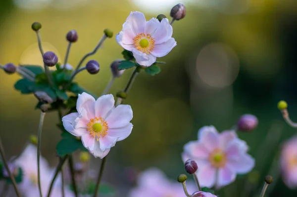 Anemone Hupehensis Japonica Beautiful Flowerin Plant Flowers Pale Pink Petals — Stock Photo, Image