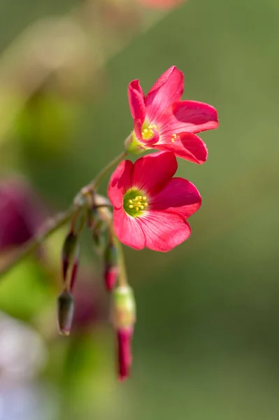 Oxalis Tetraphylla Красивые Цветущие Луковичные Растения Четырехлистный Розовый Соррель Цветы — стоковое фото