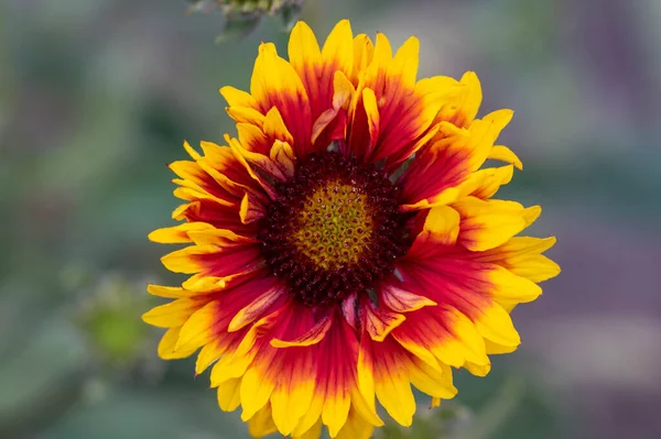 Gaillardia Aristata Bela Floração Planta Selvagem Pétalas Vermelhas Amarelas Blanketflower — Fotografia de Stock