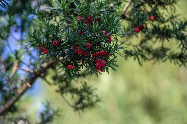 Taxus Baccata Cozido Europeu Arbusto Conífera Com Frutos Venenosos Amargos — Fotografia de Stock