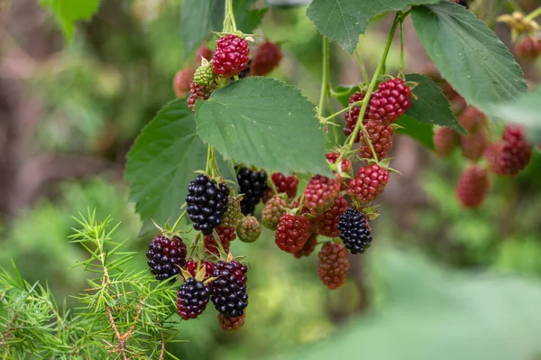 Rubus Fruticosus Amoras Pretas Jardim Grandes Saborosas Bagas Frutas Maduras — Fotografia de Stock