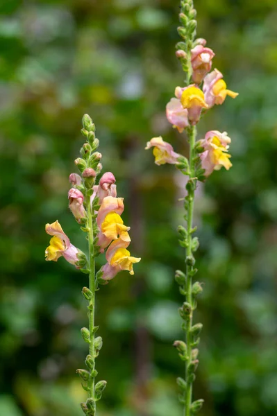 Antirrhinum Majus Jasná Barevná Kvetoucí Rostlina Skupina Květin Draka Rozkvětu — Stock fotografie