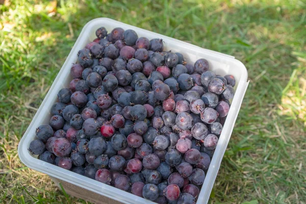 Amelanchierは 正方形のプラスチック製の箱に果物サービスベリーを熟し 緑の芝生の上でおいしいシャドウの実を収穫しました — ストック写真