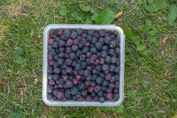 Amelanchier Madurado Frutas Serviceberries Caja Plástico Cuadrado Cosechada Sabrosa Juneberry — Foto de Stock