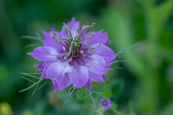 Nigella Damascena Wczesnoletnia Roślina Kwitnąca Różnymi Odcieniami Fioletowych Fioletowych Kwiatów — Zdjęcie stockowe