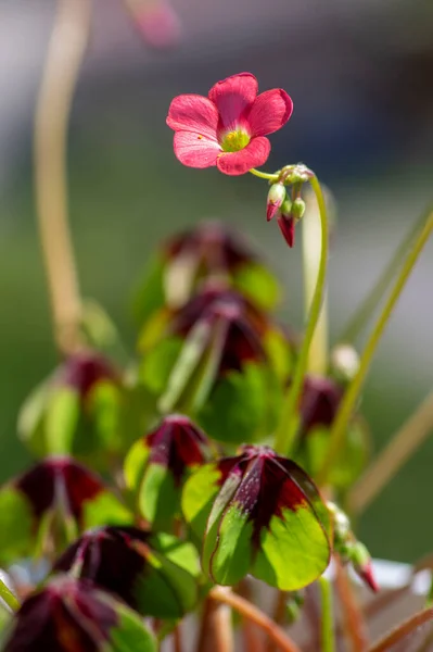 Oxalis Tetraphylla Красивые Цветущие Луковичные Растения Четырехлистный Розовый Соррель Цветы — стоковое фото