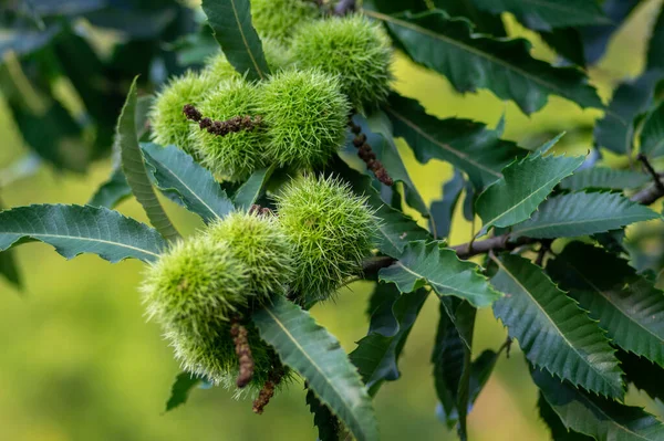 Castanea Sativa Rijpende Vruchten Stekelige Kelders Eetbare Verborgen Noten Hangend — Stockfoto