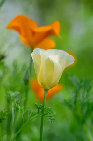 Eschscholzia Californica Tasse Fleurs Fleurs Champ Californien Plantes Ornementales Fleurs — Photo