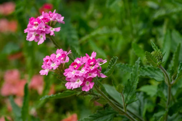 Verbena Hybrida Sporýš Okrasné Barevné Zahradní Květiny Květu Krásné Kvetoucí — Stock fotografie