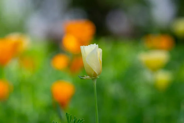 Eschscholzia californica cup of gold flowers in bloom, californian field, ornamental wild flowering plants on a meadow, white yellow and orange color