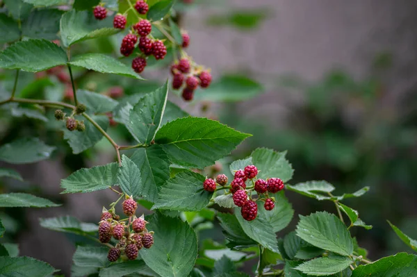 Rubus Fruticosus Silvas Jardim Grandes Saborosas Frutos Amadurecidos Vermelhos Bagas — Fotografia de Stock