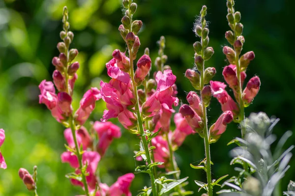 Antirrhinum Majus Planta Con Flores Colores Brillantes Grupo Flores Dragón — Foto de Stock