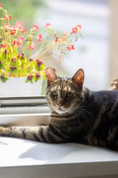 Cat lying on the windowsill, domestic tiger marble coated animal looking into the camera, pink oxalis deppei flowers outside in sunlight