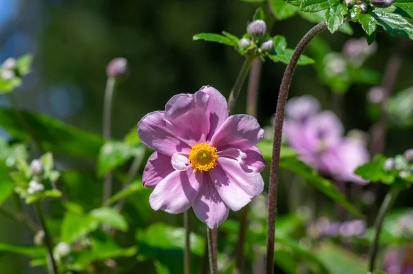 Anemone Hupehensis Japonica Beautiful Flowerin Plant Flowers Pale Pink Petals — Stock Photo, Image