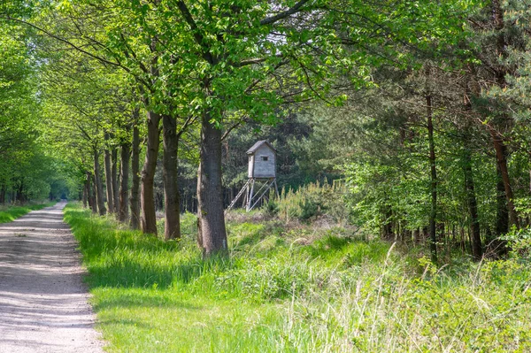Tahta geyik standı, ormanın ortasında küçük bir açıklıkta, mavi gökyüzü ve güneşli merdiveni olan yükseltilmiş küçük bir eve benziyor.