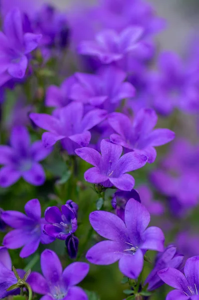 Campanula Portenschlagiana Glockenblumen Blühende Pflanzen Dunkelviolette Dalmatinische Glockenblume Blühende Blumen — Stockfoto
