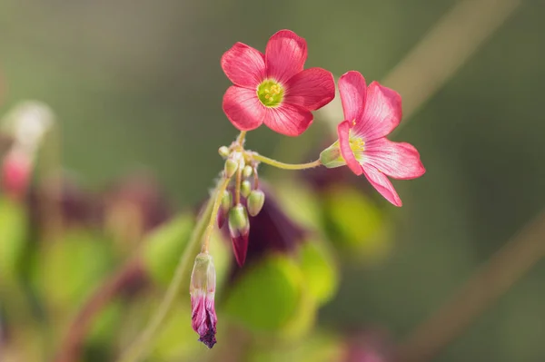 Oxalis Tetraphylla Schöne Blühende Zwiebelpflanzen Vierblättrige Rosafarbene Sauerampferblüten Voller Blüte — Stockfoto