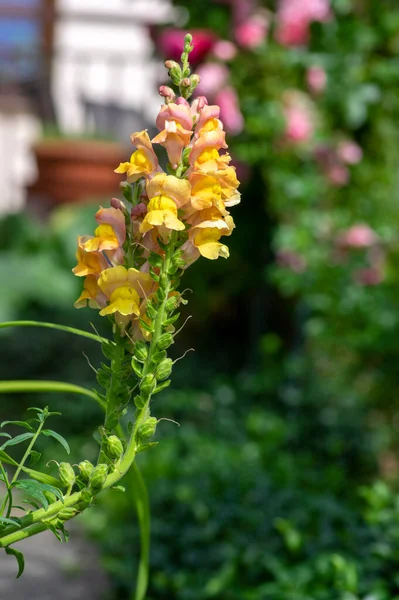 Antirrhinum Majus Plante Fleurs Colorées Groupe Fleurs Snapdragon Fleurs Feuilles — Photo