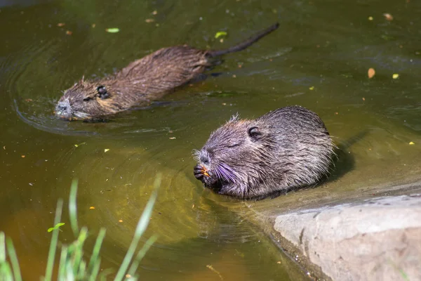 Myocastor Coypus Nutria Stora Växtätande Halvakvatiska Roterande Äta Morot Två — Stockfoto